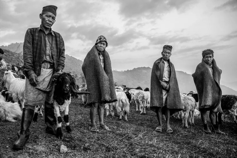 Sheepherder of Tsum Valley: A Journey of Change
